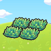 Hautes herbes en altitude